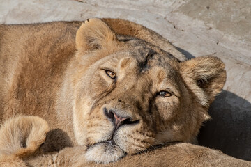 Asiatic Lioness (Panthera leo persica)