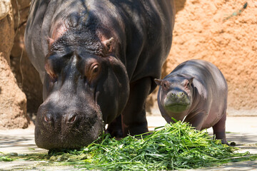 草を食べるカバの親子