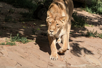 Asiatic Lioness (Panthera leo persica)