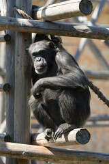 櫓の上のチンパンジー