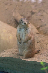 立ち上がるオグロプレーリードッグ