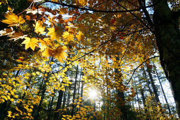 秋のカラマツ林の中で楓の紅葉