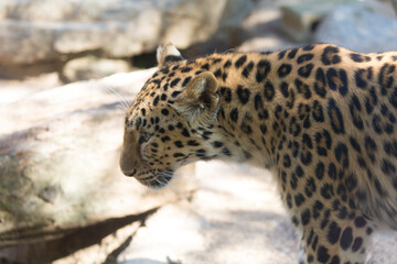 アムールヒョウの横顔