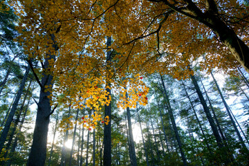 秋のカラマツ林の中で楓の紅葉