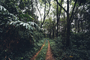 Dirt road into the forest dark green tree fog after rain