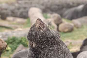Obraz premium Northern Fur Seal (Callorhinus ursinus) at hauling-out in St. George Island, Pribilof Islands, Alaska, USA