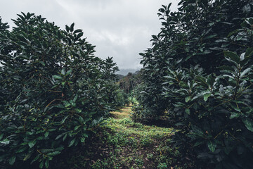 Avocado from a tree in a green garden