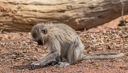 Vervet monkey searching for food in the African bush
