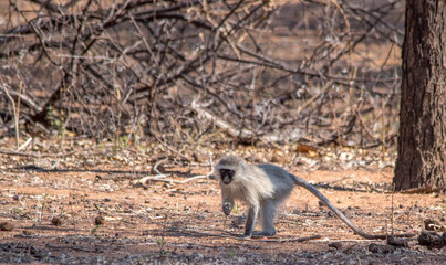 Vervet monkey searching for food in the African bush