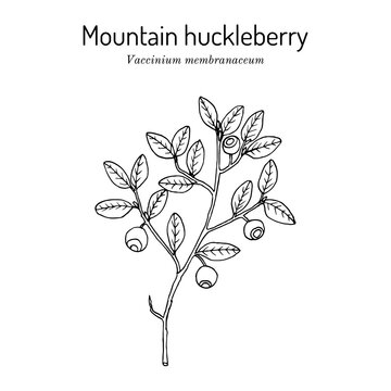 Mountain huckleberry Vaccinium membranaceum , edible and medicinal plant