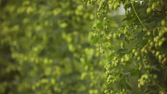 Beautiful Slow Motion of Ready to Harvest Hops