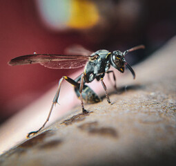 Fotografía macro de un insecto, avispa papelera