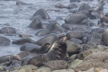 Northern Fur Seal (Callorhinus ursinus) at hauling-out in St. George Island, Pribilof Islands, Alaska, USA