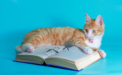 ginger cat washes and plays with a book and glasses on a turquoise background