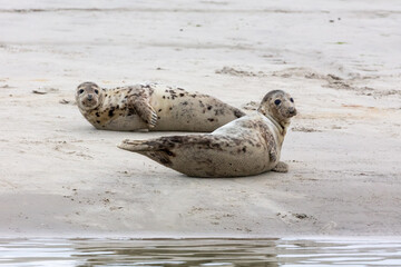 Harbor Seals (Phoca vitulina) on a sandbank in the wadden sea at the East Frisian island Juist,...