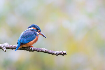 Eurasian kingfisher (Alcedo atthis) sitting on his perch in autumn.