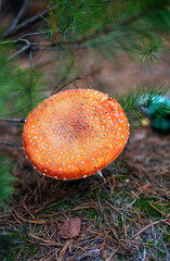 poisonous red grip fly agaric in pine forest, vertical