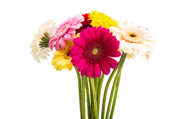 gerbera flowers isolated