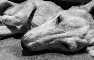 puppy street dog innocent eyes black and white 