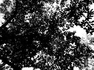 silhouette trees leaves and sky black and white background 