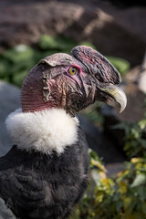 Andean Сondor (Vultur gryphus)