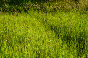 Pennisetum polystachyon on the mountain.