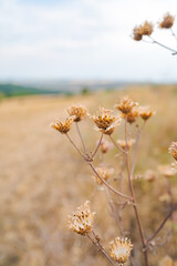 flowers in the field