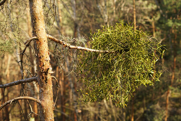 Wild mistletow on pine tree in forest, Christmas decoration