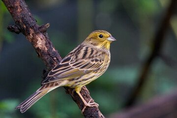 Yellowhammer (Emberiza citrinella)