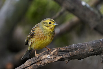 Yellowhammer (Emberiza citrinella)