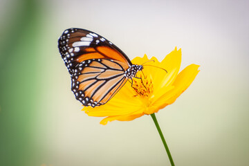 butterfly on a Singapore daisy Yellow flower 