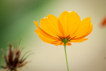 Close up backlit shot of a Singapore daisy Yellow flower on Green background 