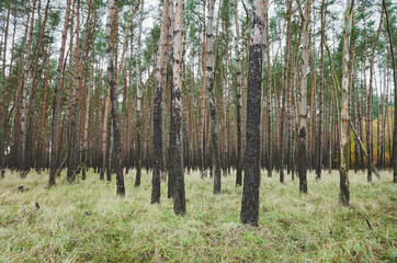 Fototapety na wymiar - Fototapeta24.pl
