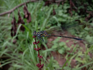 picture of bayadera indica dark blue dragonfly with green lines