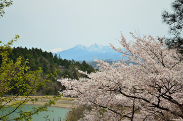 道玄池の桜