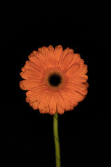 Gerbera on a black background