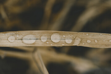Nature background concept. Drops of rain on blade of  dry grass.  Soft focus , dramatic light