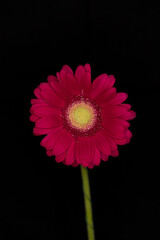 Gerbera on a black background