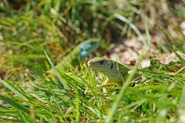 Couple of european green lizard (Lacerta viridis) hiding in grass