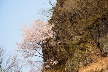 道端に自生するヤマザクラ