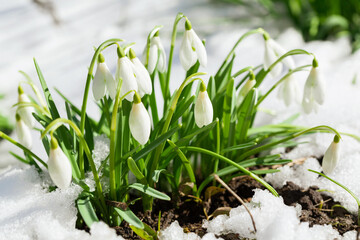 Snowdrop flowers blooming in snow. First spring flowers