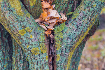 heart-shaped tree trunk with fall leaves. Natural Valentine's Day. Bark of tree. Autumn leaves.