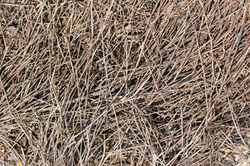 Organic criss-cross background texture formed from a bed of fine dried twigs