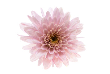 chrysanthemum flowers isolated