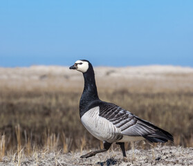 Barnacle Goose (Branta leucopsis) in Barents Sea coastal area, Russia