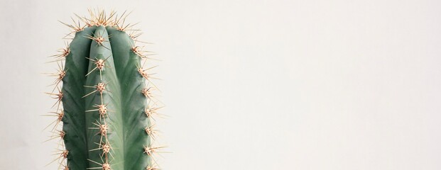 Single cactus on light background. Home plant growing. Natural floral minimal concept. Close up.	 Banner.