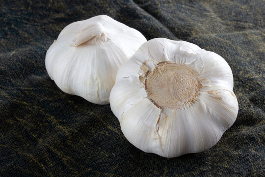 Healthy foods. Whole garlic head close up