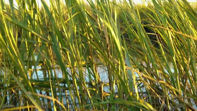 HD 120 fps jib boom up from a shell along tall grass in a waterway to reveal Atlantic City skyline in distance take two