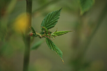 나뭇가지 끝에 돋아나는 봄 새싹