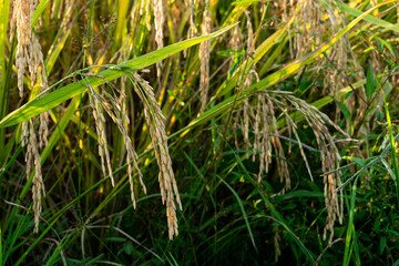 Rice in the paddy field that is ready for harvest in the evening.